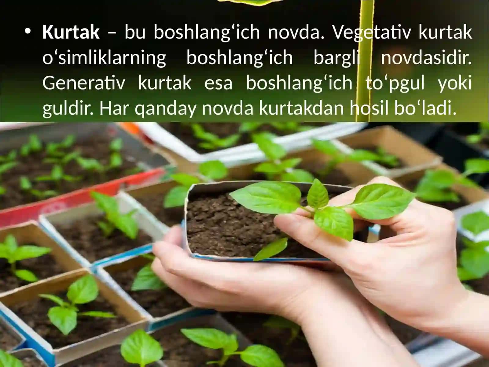 6-sinf Botanika Kurtak 3