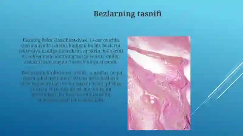 Tashqi sekretsiya bezlari 3