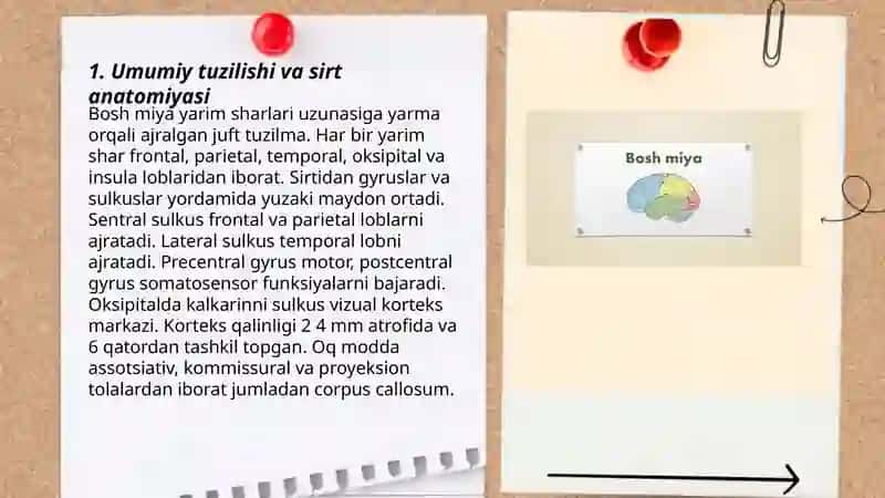 Bosh miya yarim sharlarining anatomiyasi 3