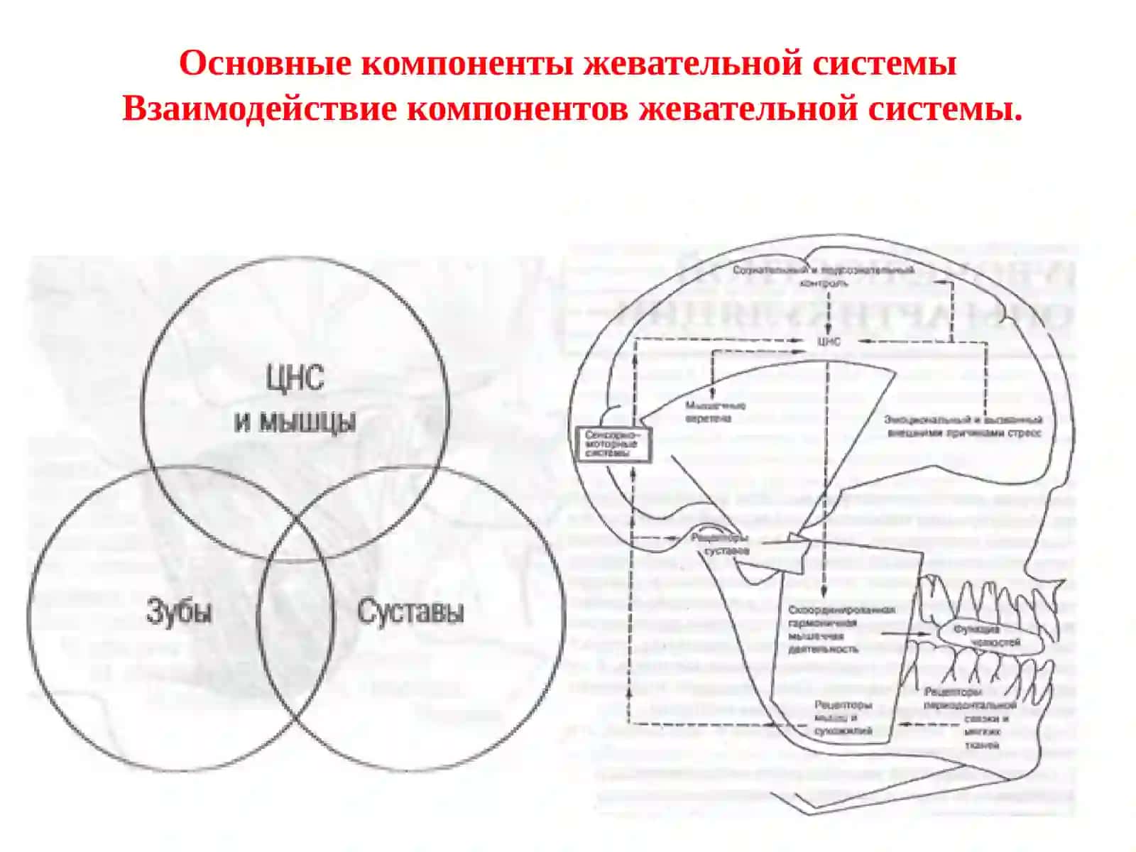 Артикуляция, окклюзия, их виды. Понятие относительного физиологического покоя нижней челюсти 3