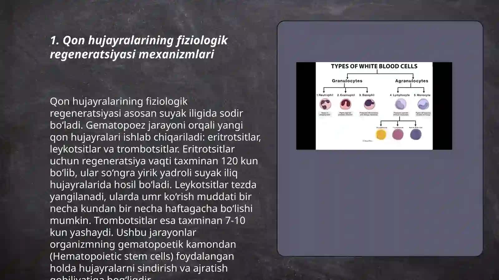 Qon hujayralari fiziologik va reparativ regeneratsiyasi mexanizmlari 3