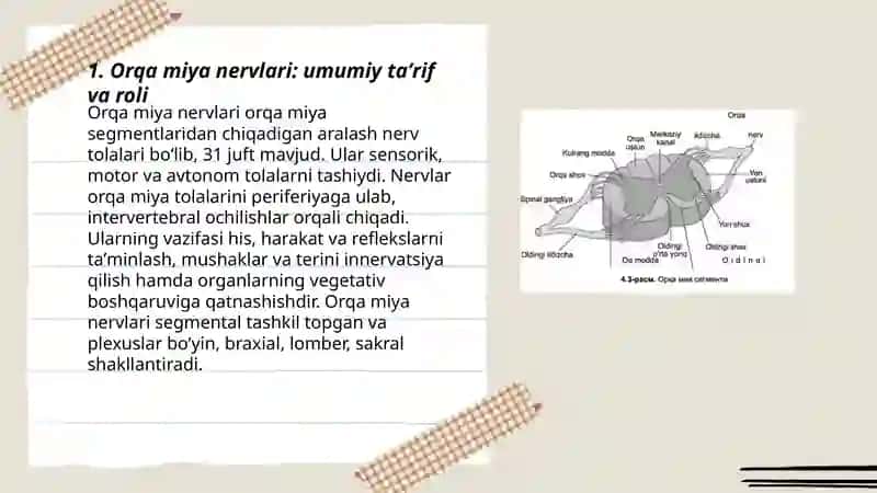 Orqa miya nervlari, ularning oʻrni 3