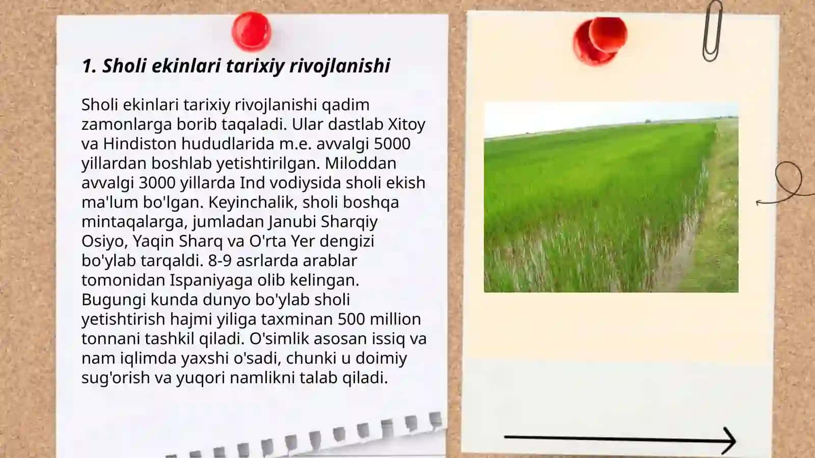 Sholi oʻsimligi 3