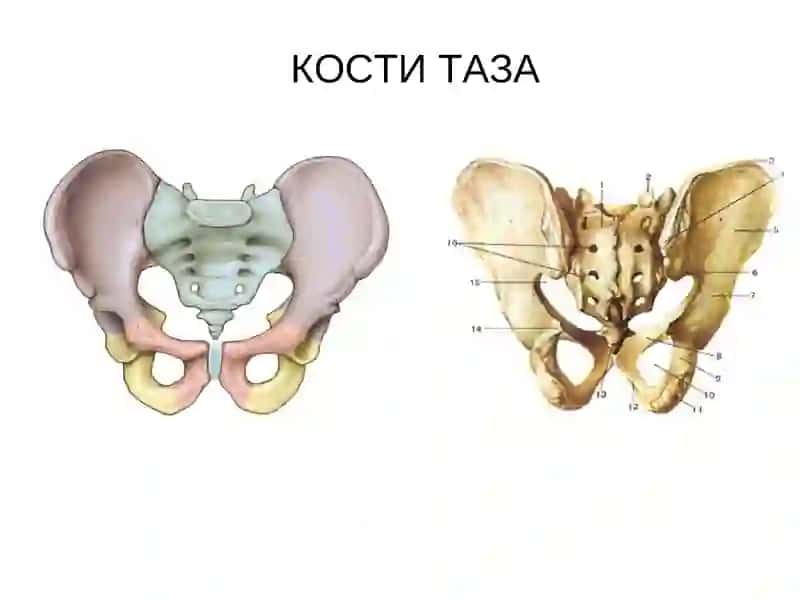 Скелет нижних конечностей 3