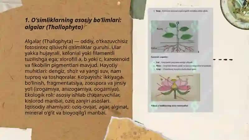 Oʻsimliklarning asosiy boʻlimlari 3