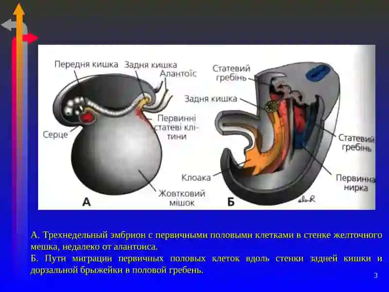 Общая анатомия женской репродуктивной системы 3