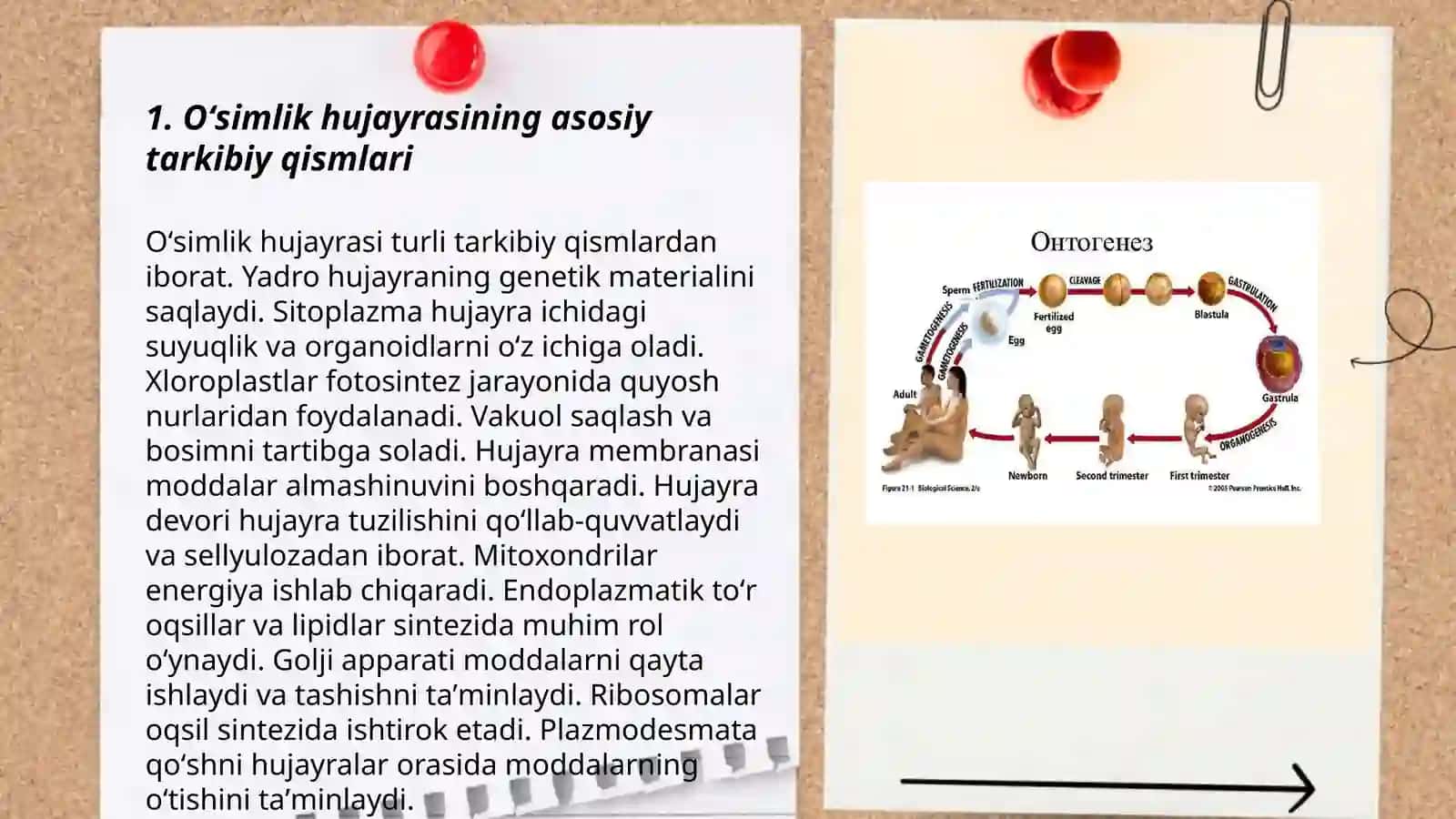 Oʻsimlik hujayrasining tuzilishi va ontogenez 3