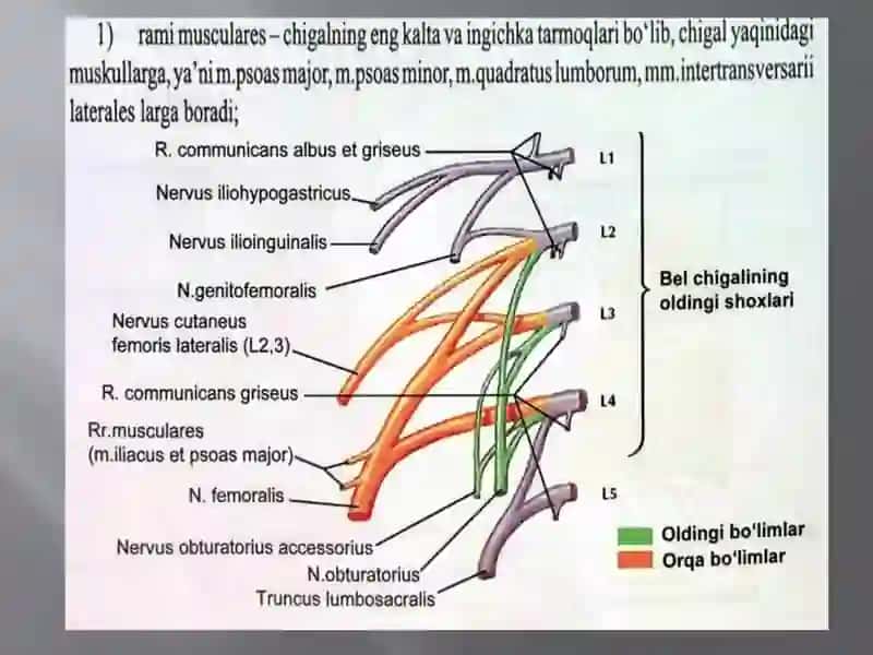 Belvadumg`azachigallari:hosilbo`lishi,topografiyasi,tarmoqlarivainnervatsiyasohalari.Oyoqterisininginnervatsiyasi 3