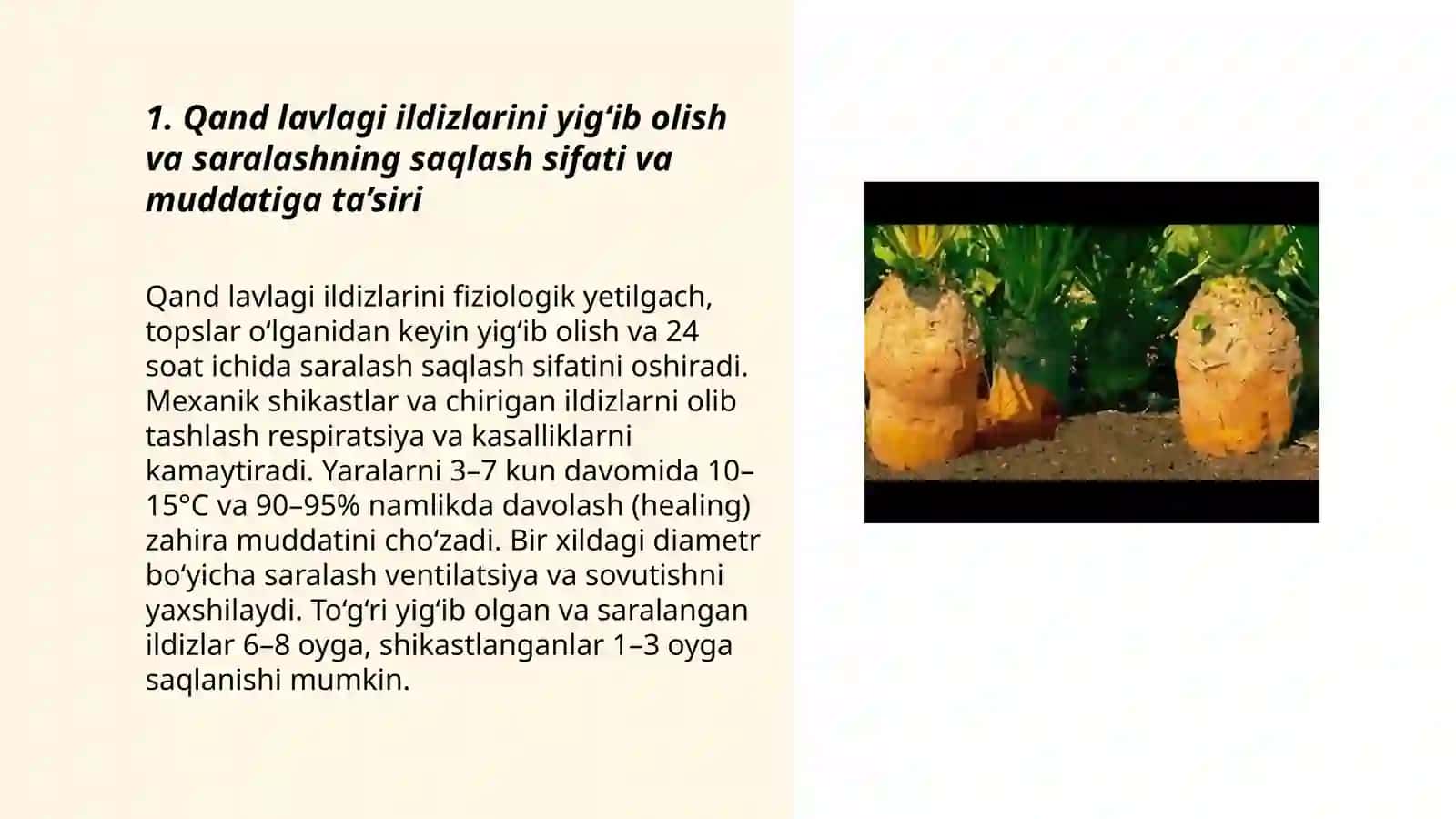 Qand lavlagi ildizmevalarni saqlashning istiqbolli va resurs tejamkor usullari 3
