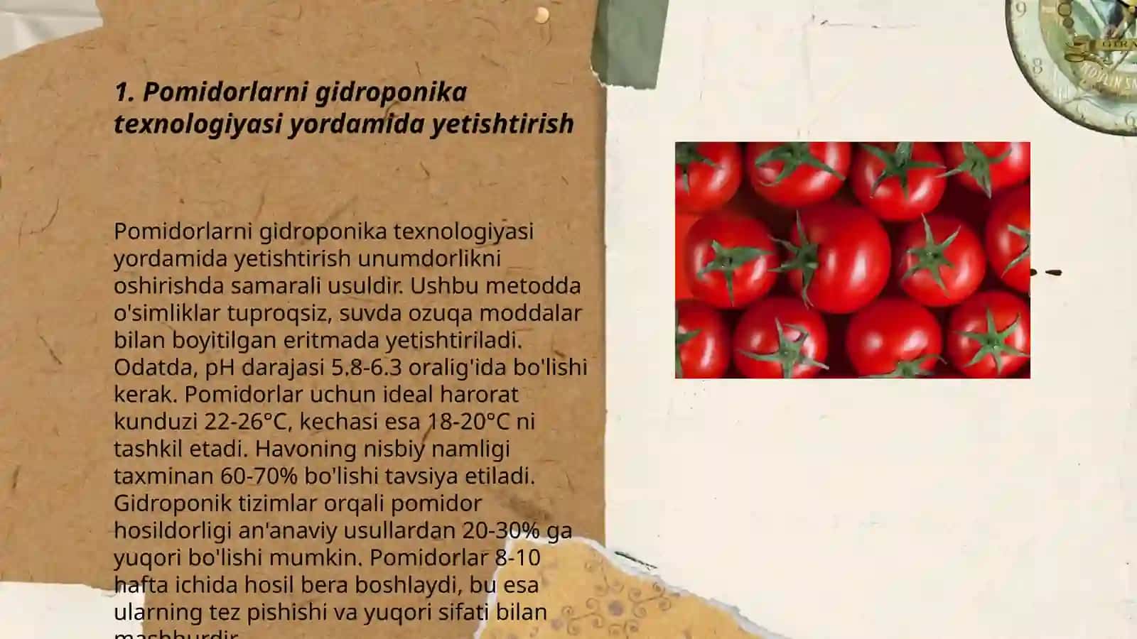 Pomidorni innovation texnologiyada asosida yetishtirish 3