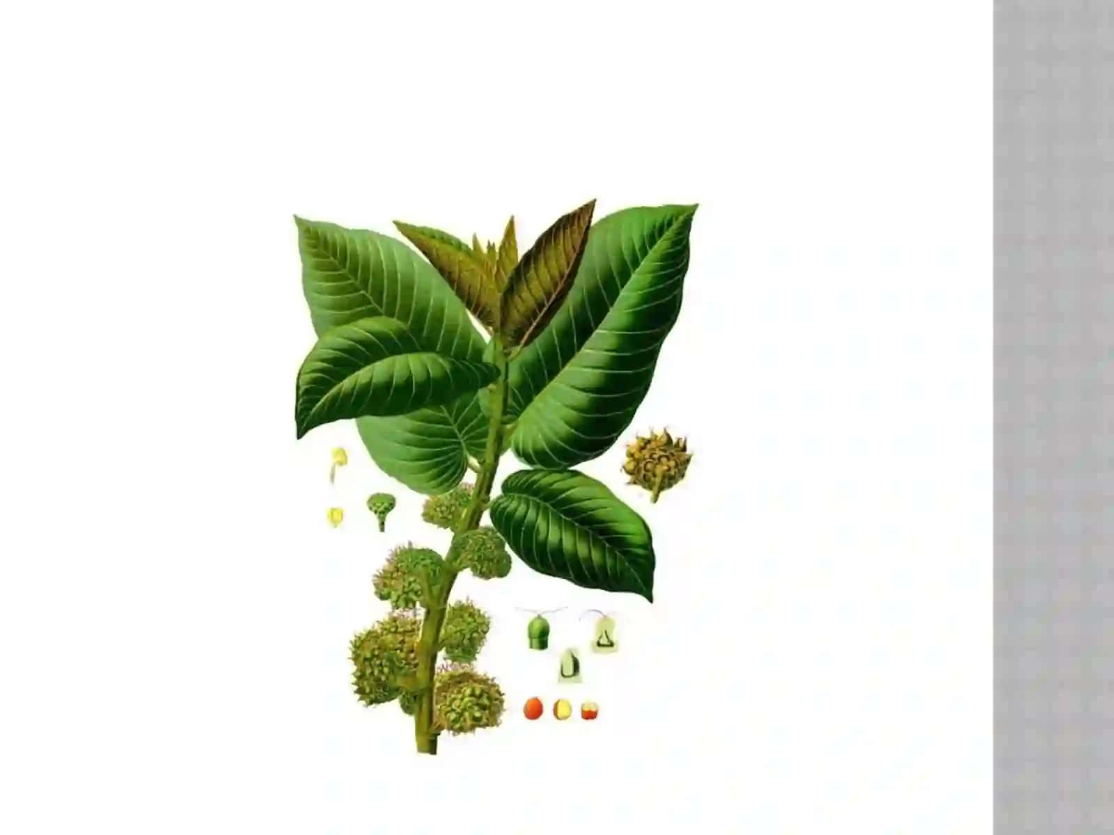 Tutdoshlar (Moraceae) yağı 3
