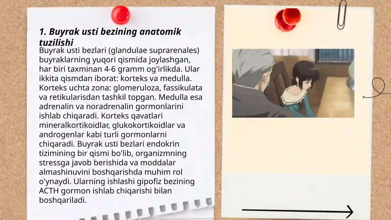 Buyrak usti bezining magʻiz qismi vazifasi 3