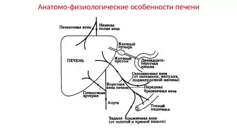Анатомо-физиологические особенности печени 3