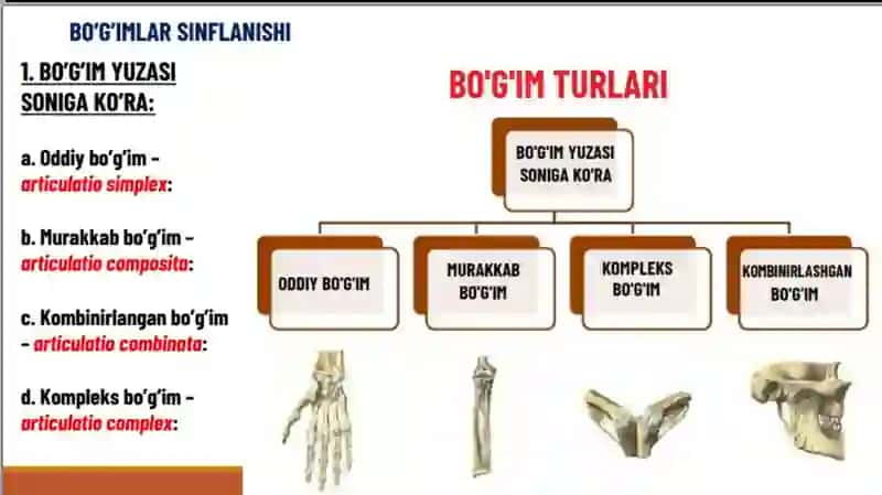 Suyaklarning birlashuvi haqida ilm 3