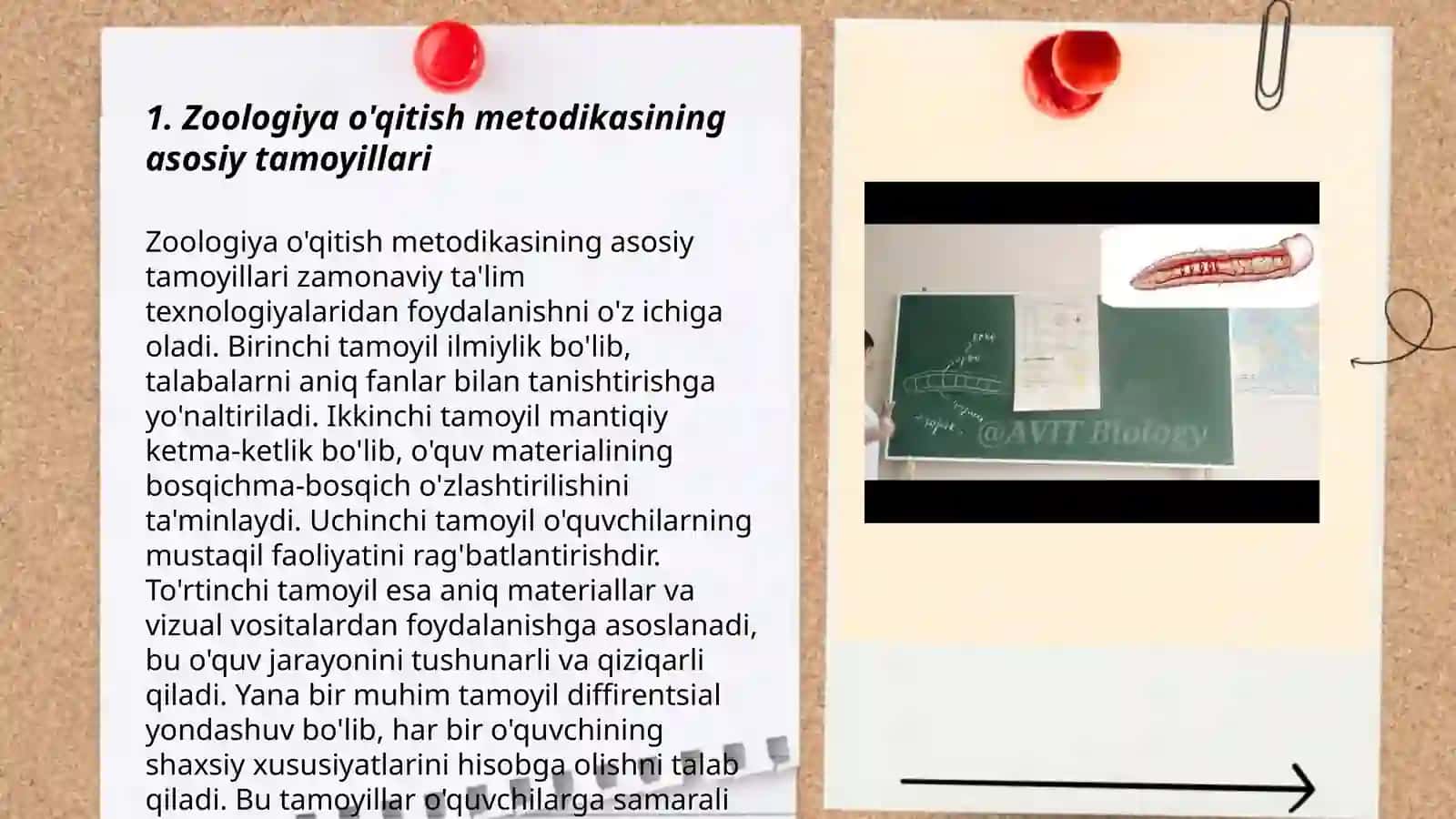 Zoologiya o’qitish metodikasi, hususiy masalalari jumladan “ yassi, togarak, halqali chuvalchanglar tipini” o’rganish metodikasi 3