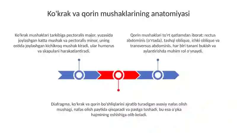Koʻkrak va Qorin Muskullar 3