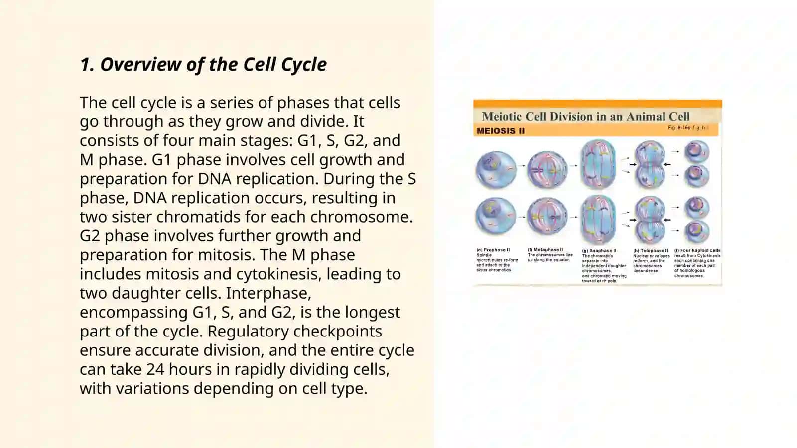 Mitotic and Cell Life Cycle 3
