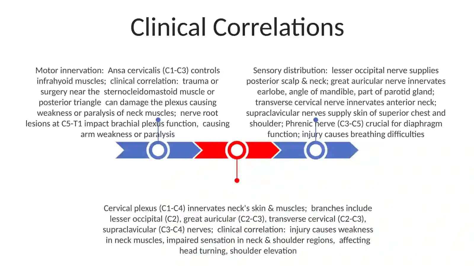 Cervical plexus education topography and areas of innervation 3