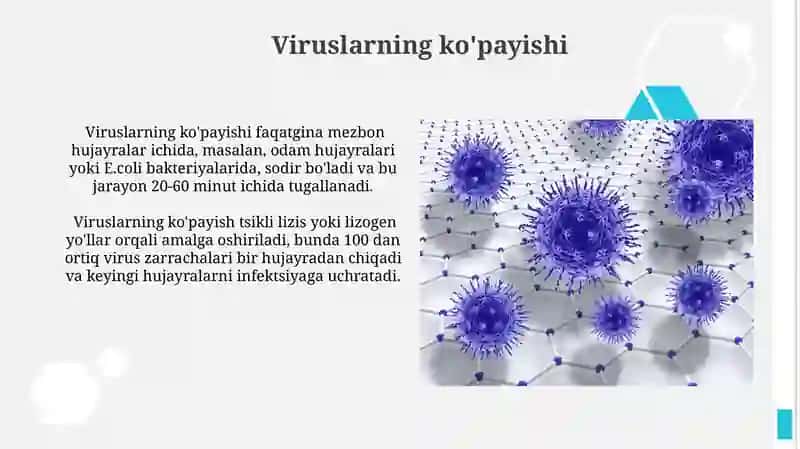 Viruslar. Pro-eukariot hujayralar. Ularning oziga xos umumiy tuzilishi va farglari. 3