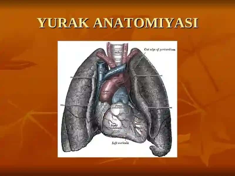 yurak anatomiyasi 3