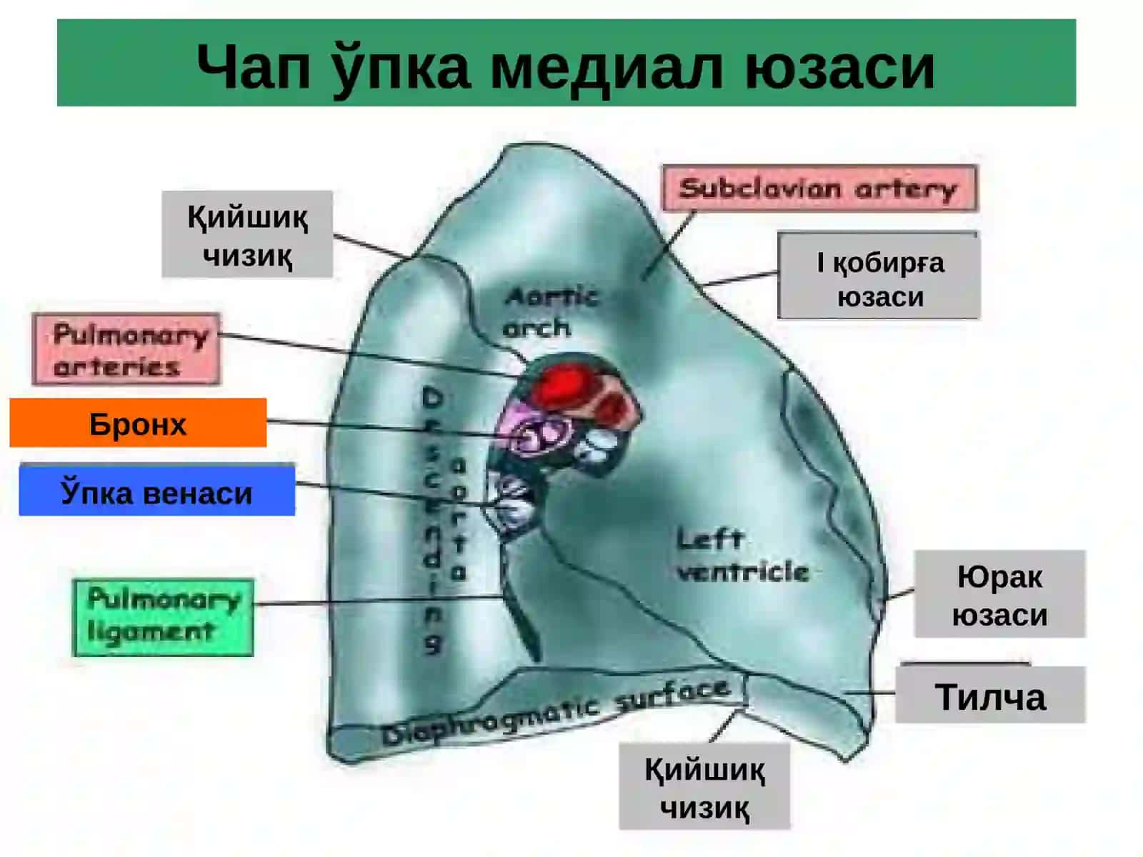Ўпка сурункали носпецифик йирингли касалликлари 3