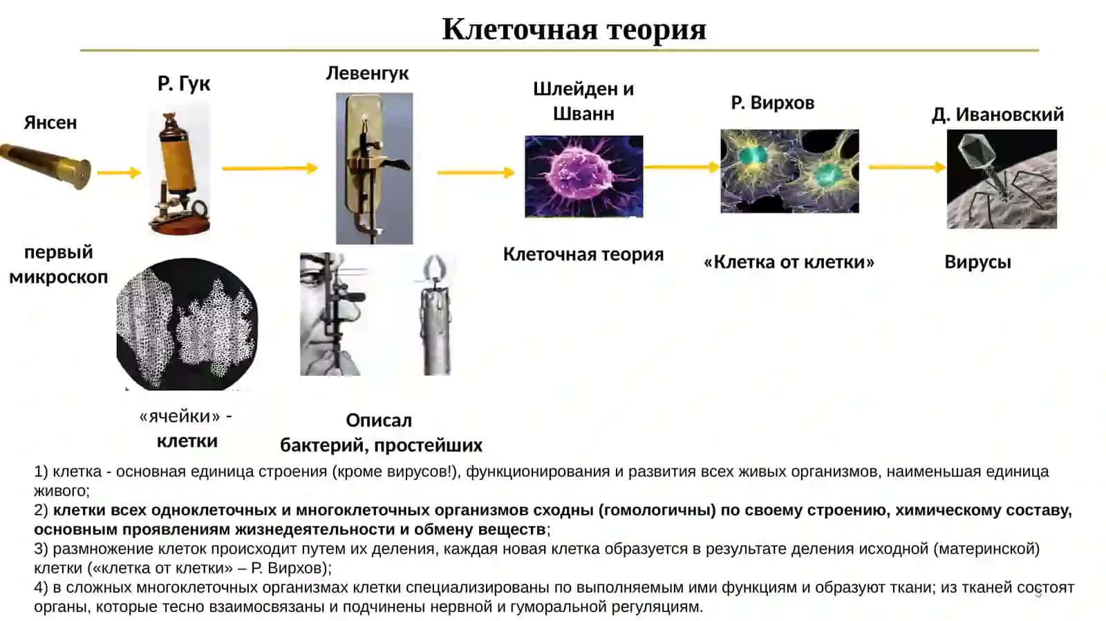 Введение в цитологию 3