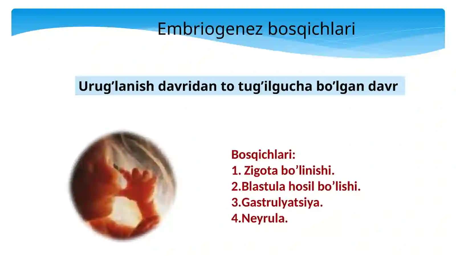 Odam embrioni va uning rivojlanishi. Ontogenez nazariyasi 3