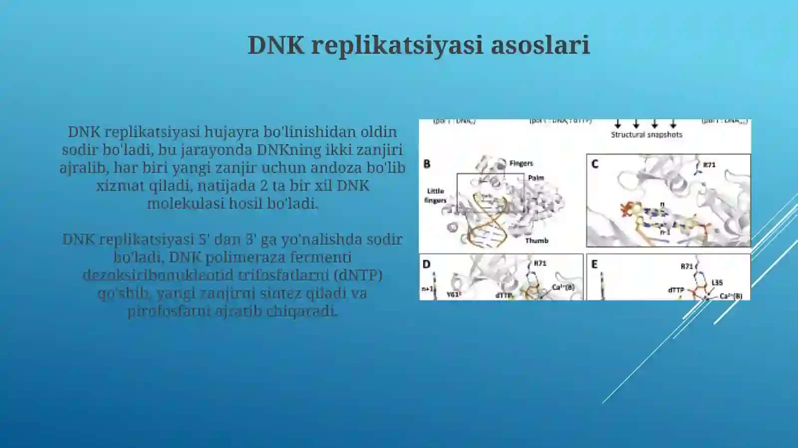 DNKsintezi 3
