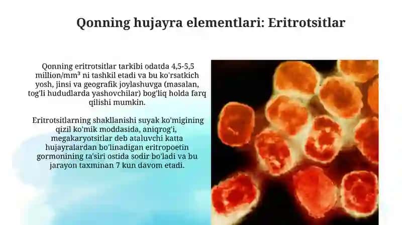 Qon hujayralarining fiziologik va reparativ regeneratsiyasi mexanizmlari 3