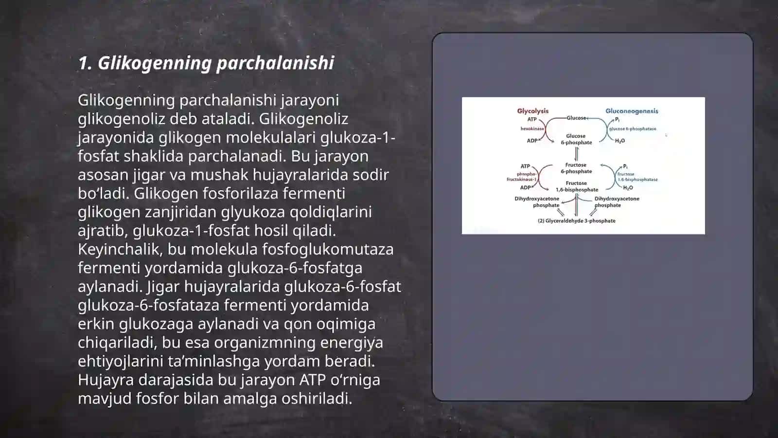 Glyukoza katobalizimi va glyukoneogenez. Pentozofosfat yo‘lining ahamiyati 3