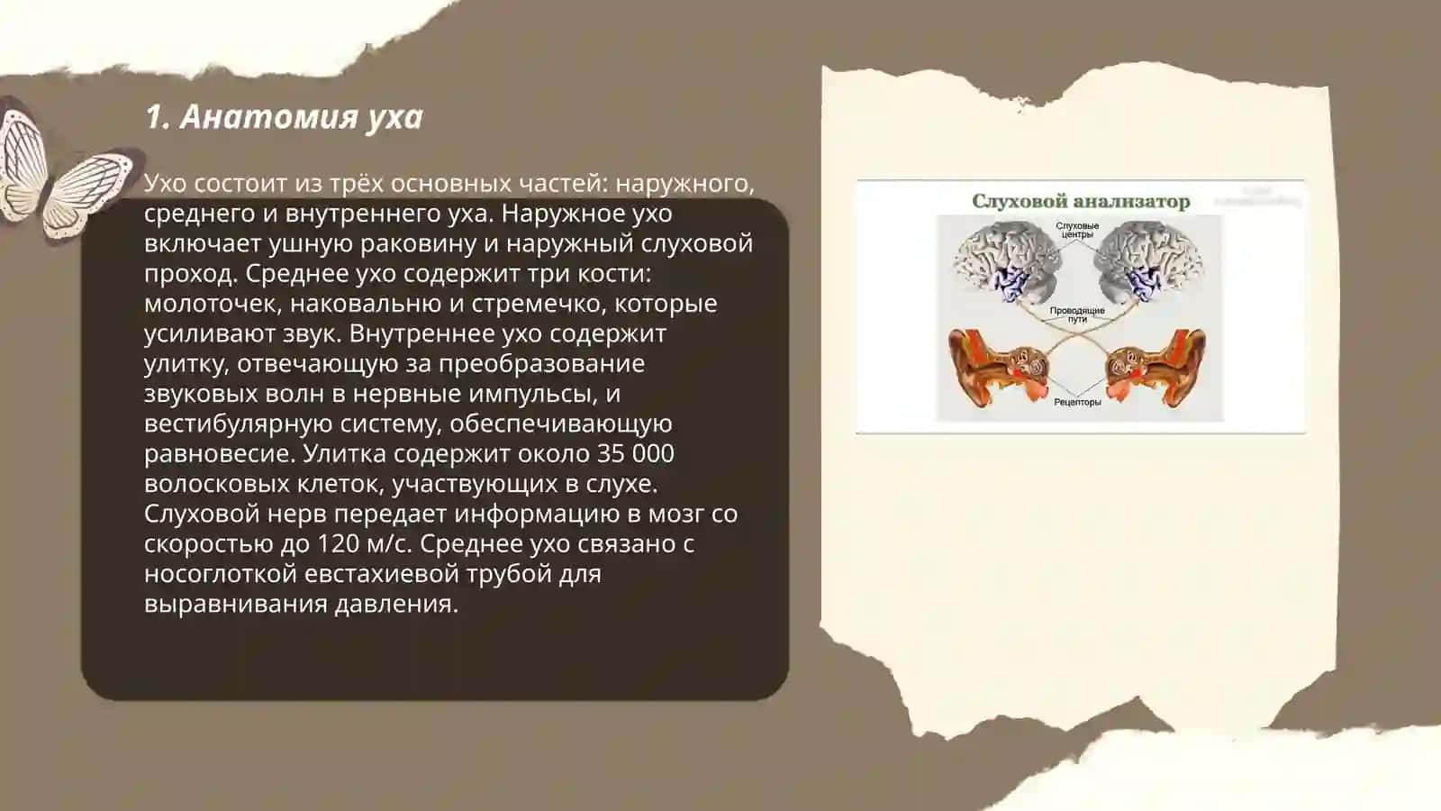 Физиологические основы деятельности слухового анализатора 3