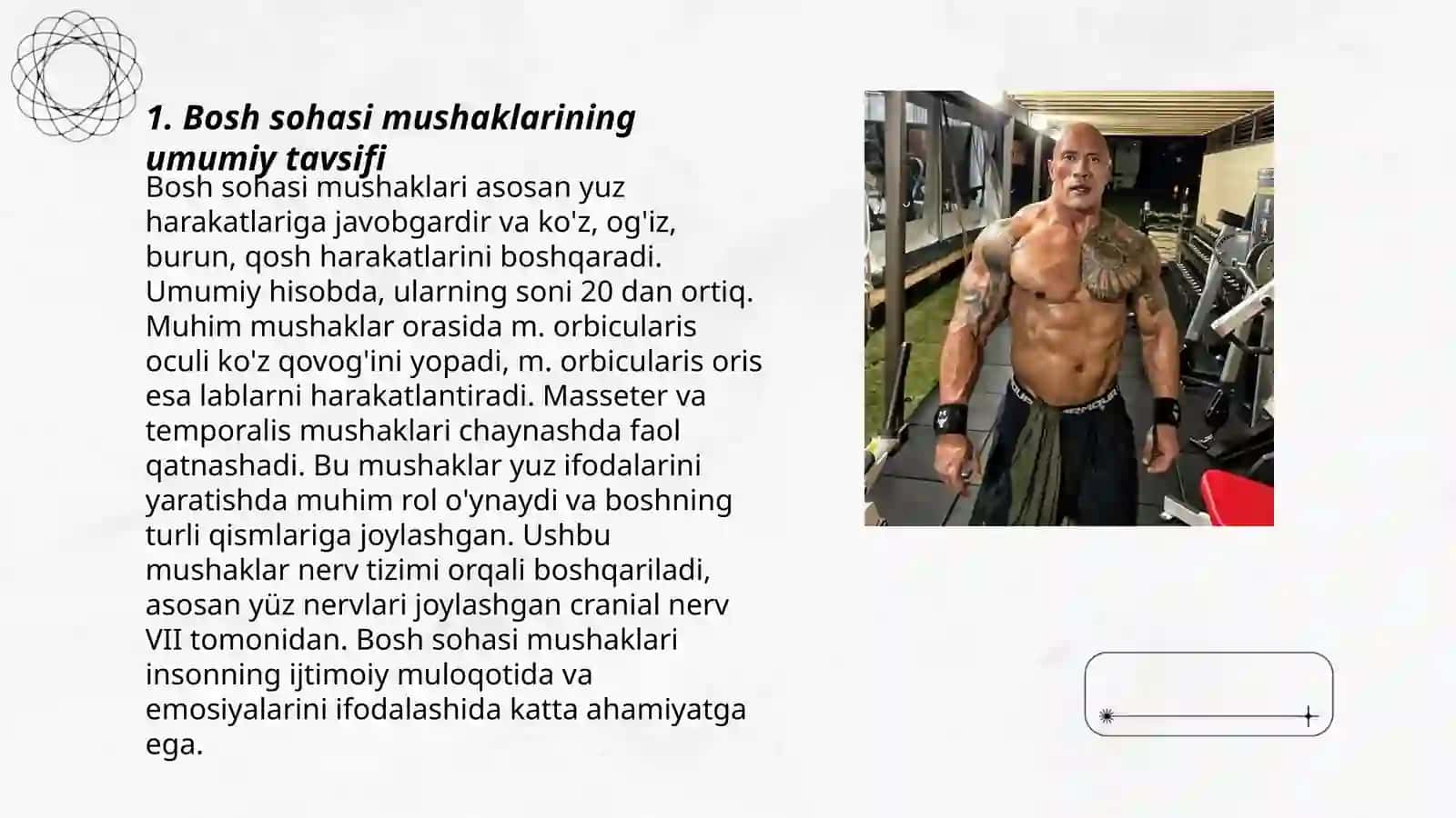 Bosh sohasi mushaklari. Mimika va chaynov mushaklarining xususiyatlari 3