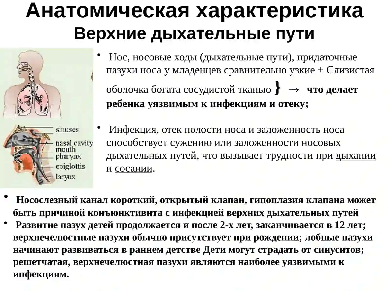 Анатомо-физиологические особенности органов дыхания у детей 3