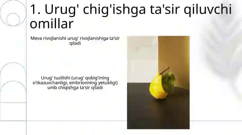 Urugʻ va meva Urugʻning rivojlanishi 3
