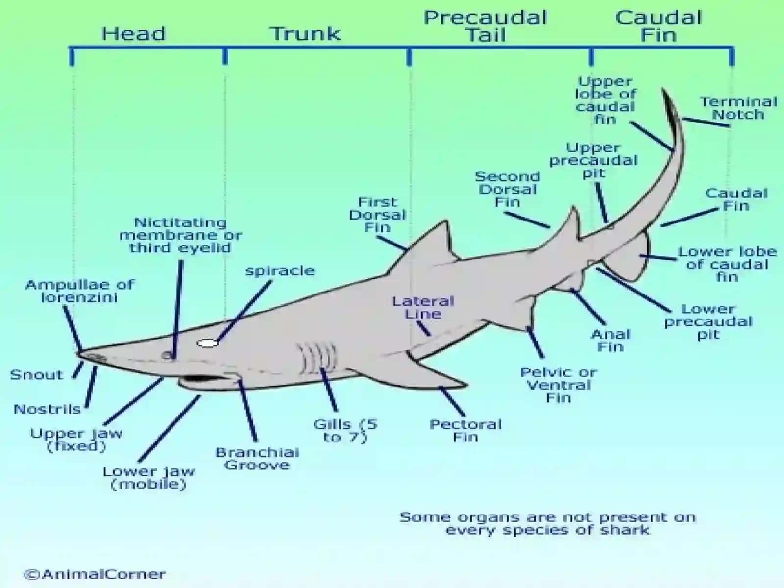 Akulalar 3