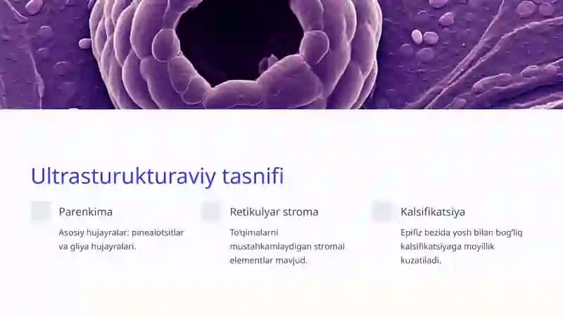 Epifizning ultrasturukturaviy tashkil etilishi va funktsiyalari. 3