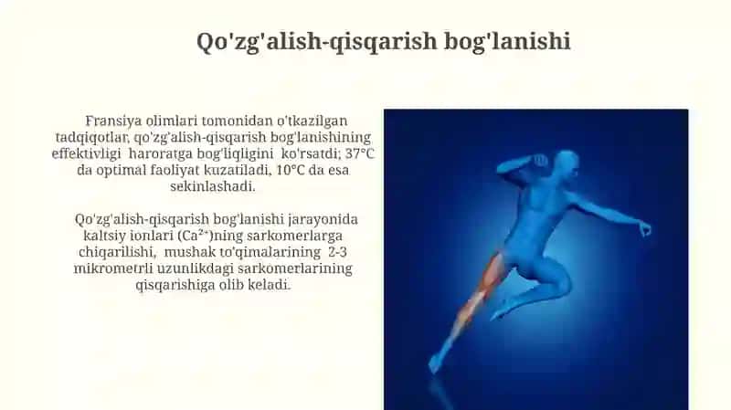 Mushak qisqarish mexanizmining morfologik asoslari 3