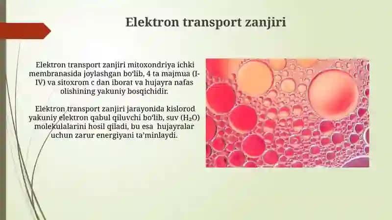 Hujayrada glyukozaning hazm bo'lishi 3