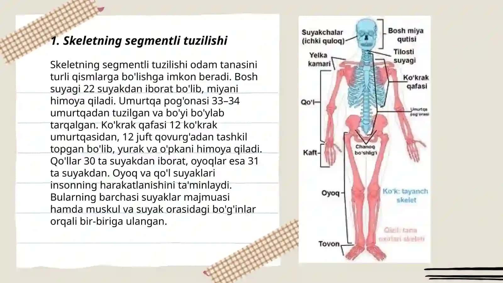 Skeletni segmentli tuzilishi,uning tuzilish prinsiplari.Umurtqa poğonasini yosh va jinsga nisbatan farqlari.Kõkrak qafasini yoshga nisbatan xususiyatlari,uning shakllanishiga sport va mehnat faoliyatini ta'siri.Rivojlanish nuqsonlari 3