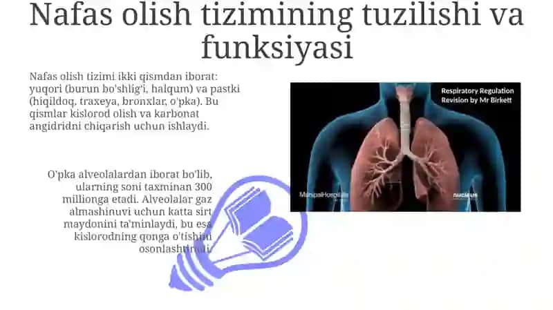 Nafasolishsistemasifiziologiyasi 3