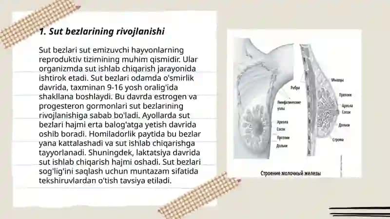 Sut bezlari gistogenezi va gistofiziologiyasi. Laktatsiya jarayonining neyrogumoral mexanizmlari 3