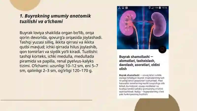 Buyrak anatomik fiziologik xususiyatlari 3