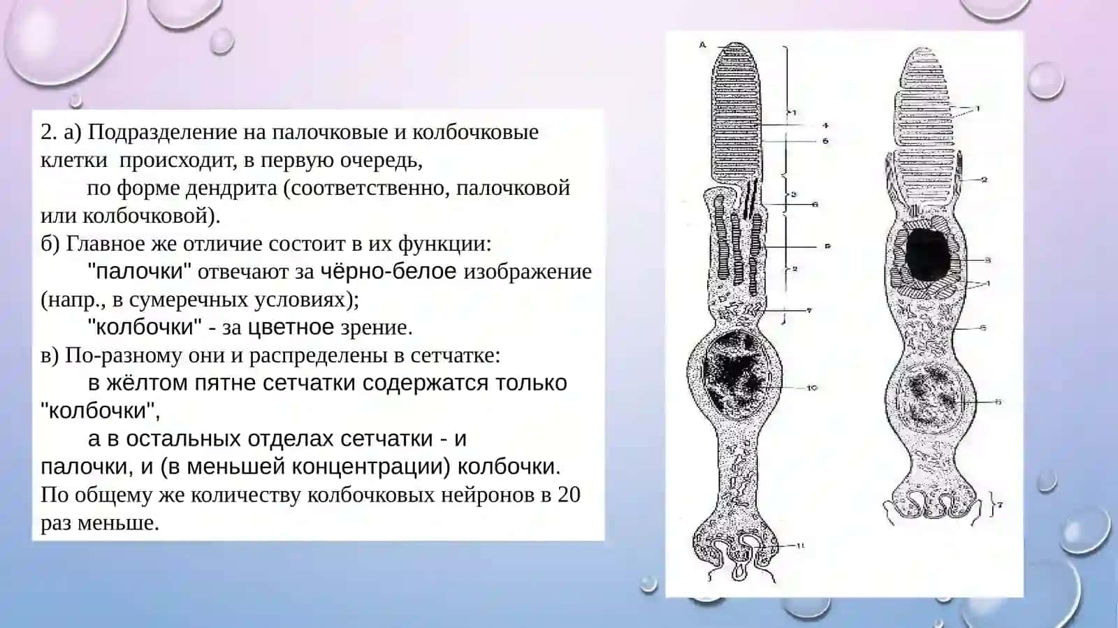 Ультраструктура фоторецепторных клеток 3