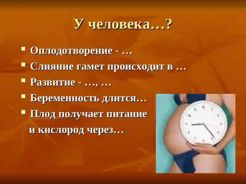 Онтогенез человека 3