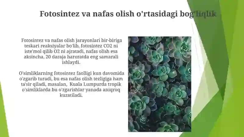 Nafas olish jarayonining oʻsimlik metabolizmidagi ôrni 3