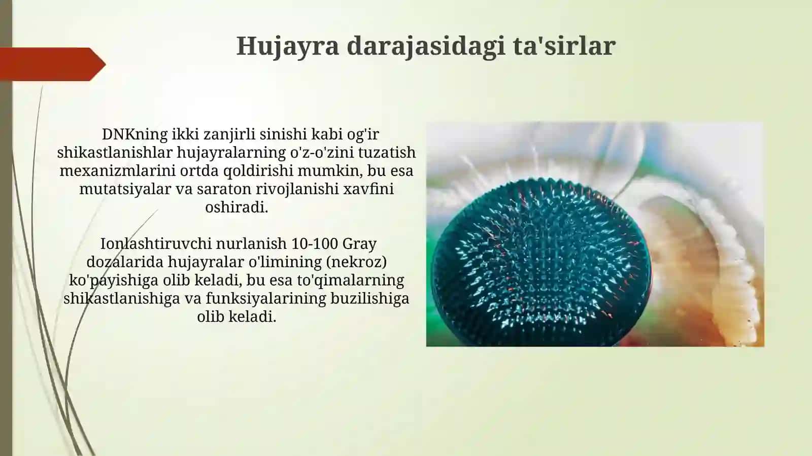 Ionlashtiruvchi nurlar biologik to‘qimalarga ta‘siri 3