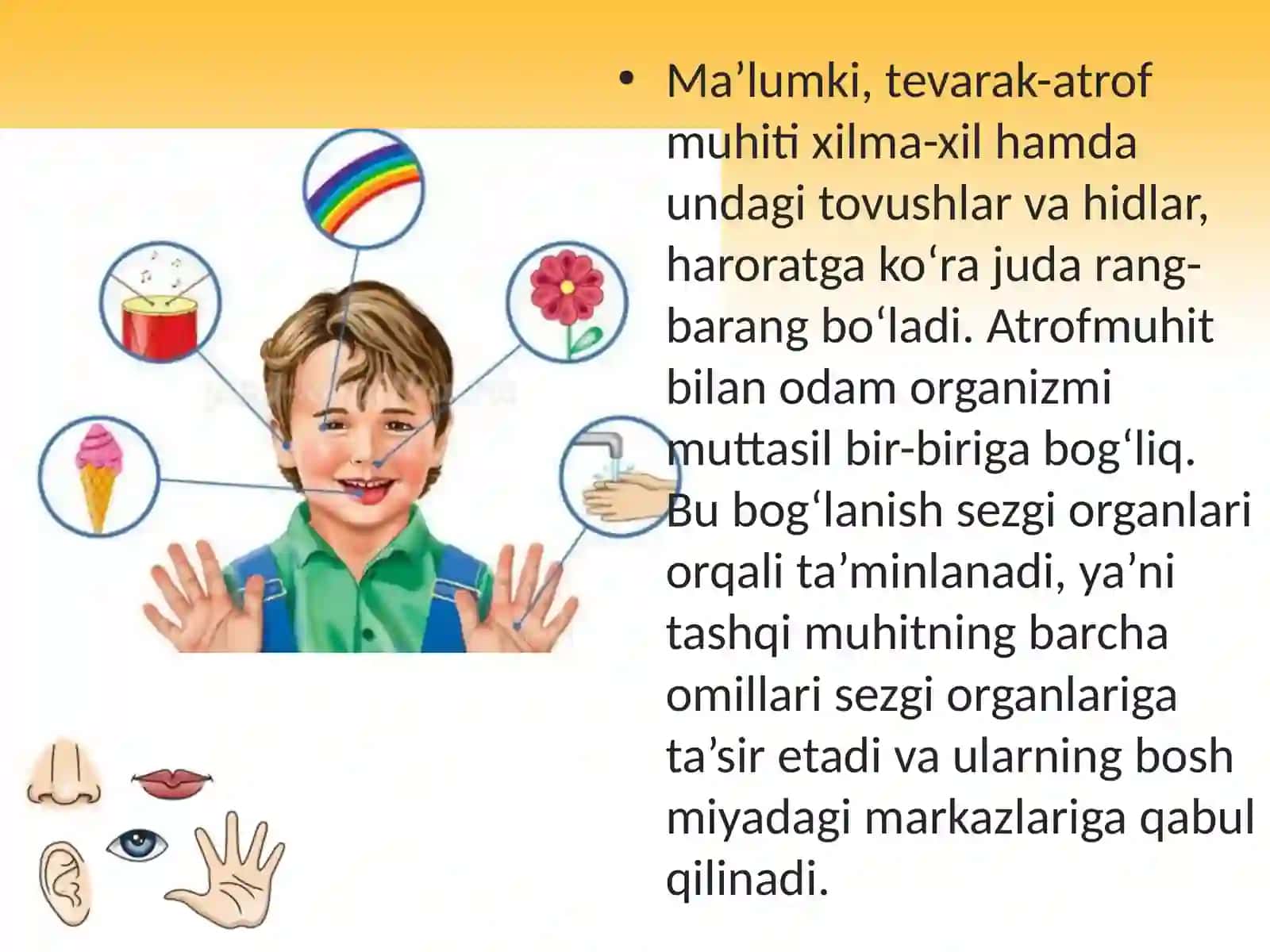 Sezgi organlarining ahamiyati. Ko‘rish organlari 3