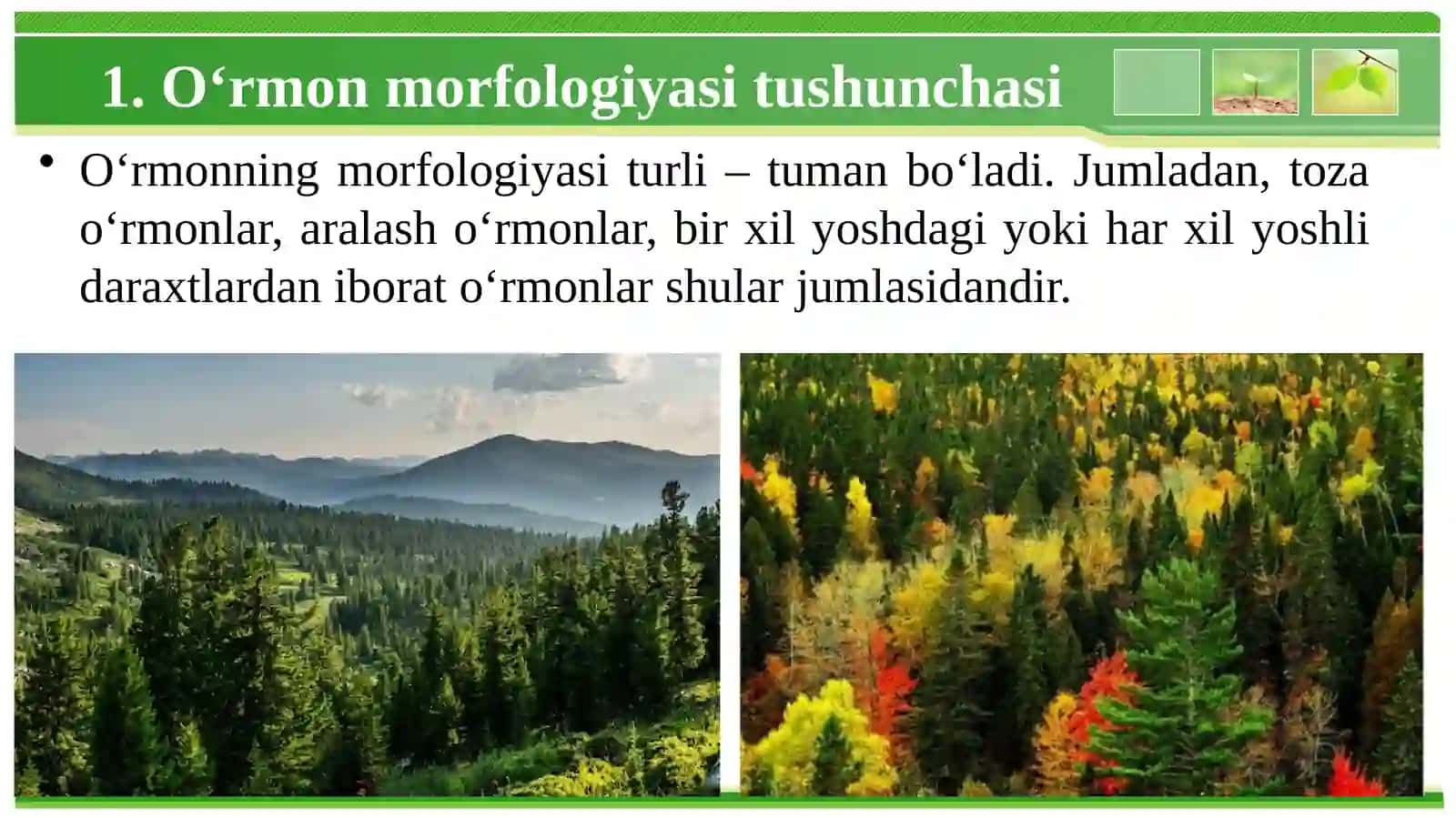 O‘rmon morfologiyasi.Asosiy elementlari va komponentlari 3