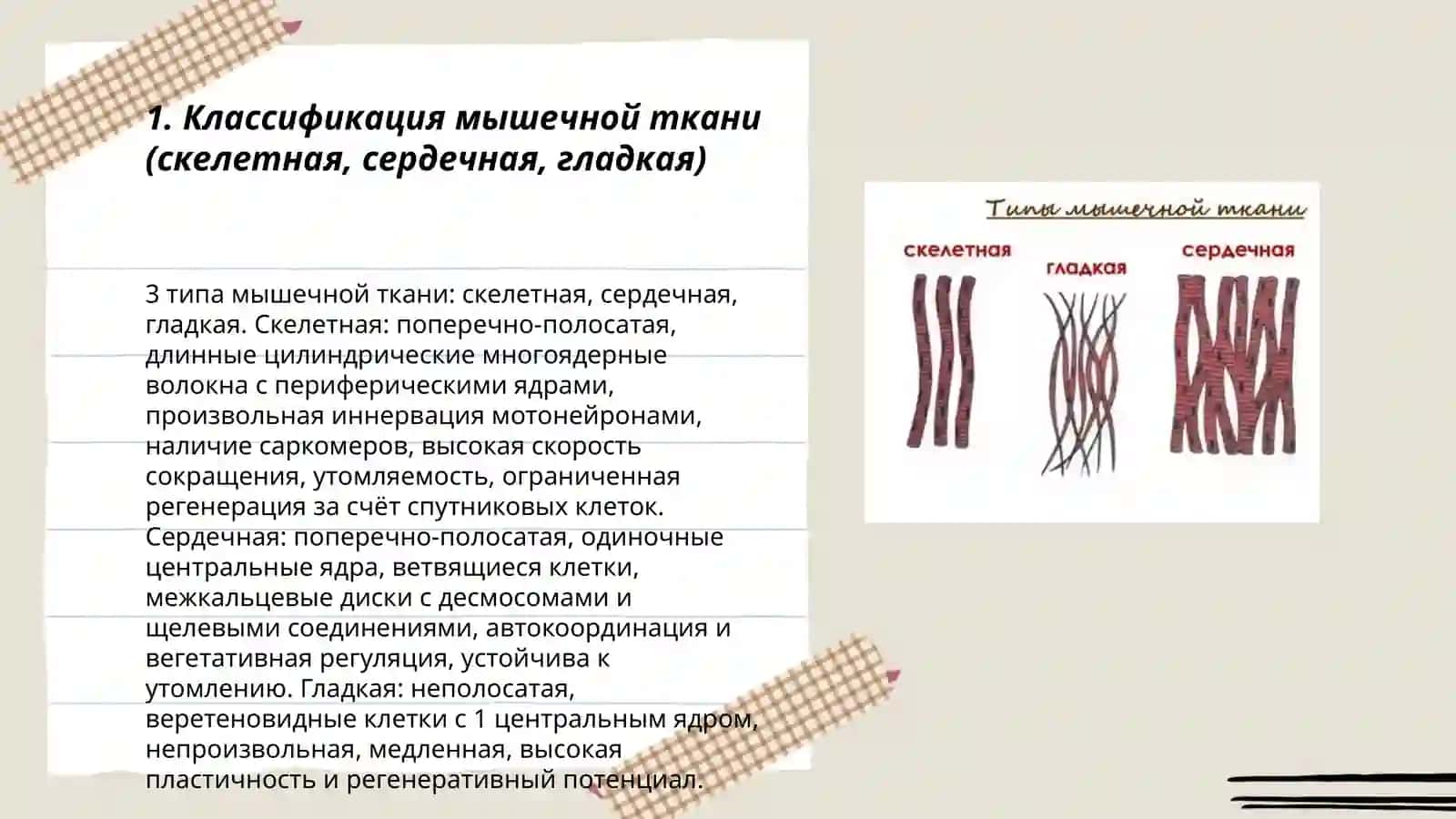 Мышечная ткань 3