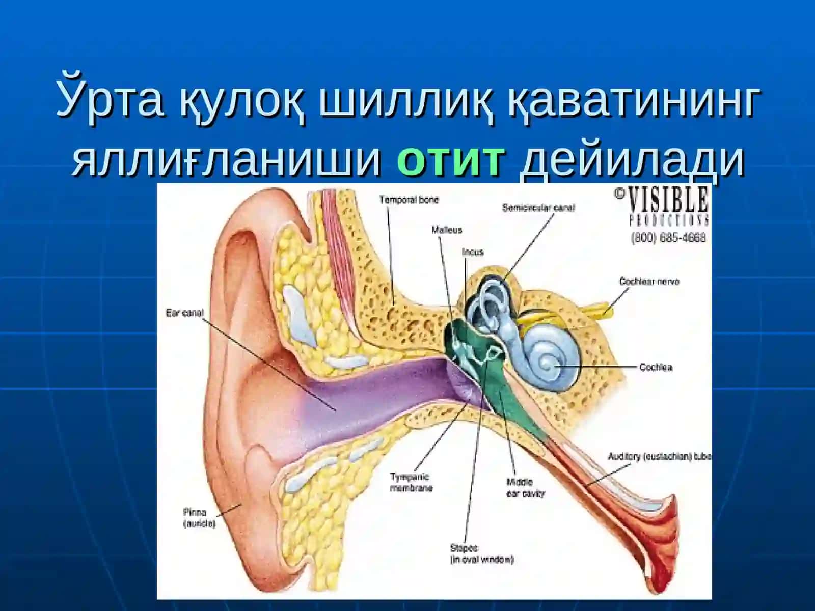 Маъруза №2 Ўртақулоқнинг ўткир ва сурункали касалликлари 3